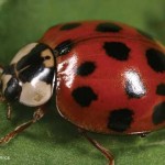 ladybeetlemulticolored_0