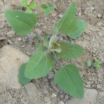 lambs_quarters8_zoom