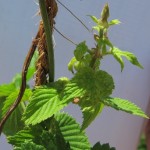 Figure 2. Sidearm infected with downy mildew.