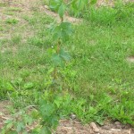 Figure 3. Downy mildew infecting the apical meristem at the top of the plant. Note how bine is falling off the string.