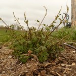 Figure 4. Frosted hops. Note stunted shoots and rough, silvery leaves.