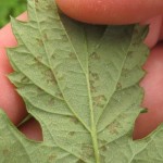 Figure 5. Localized leaf lesions on underside of leaf (bottom). Note how  lesions are delimited by leaf veins.