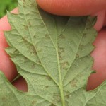 Figure 5. Localized leaf lesions on underside of leaf (bottom). Note how lesions are delimited by leaf veins.