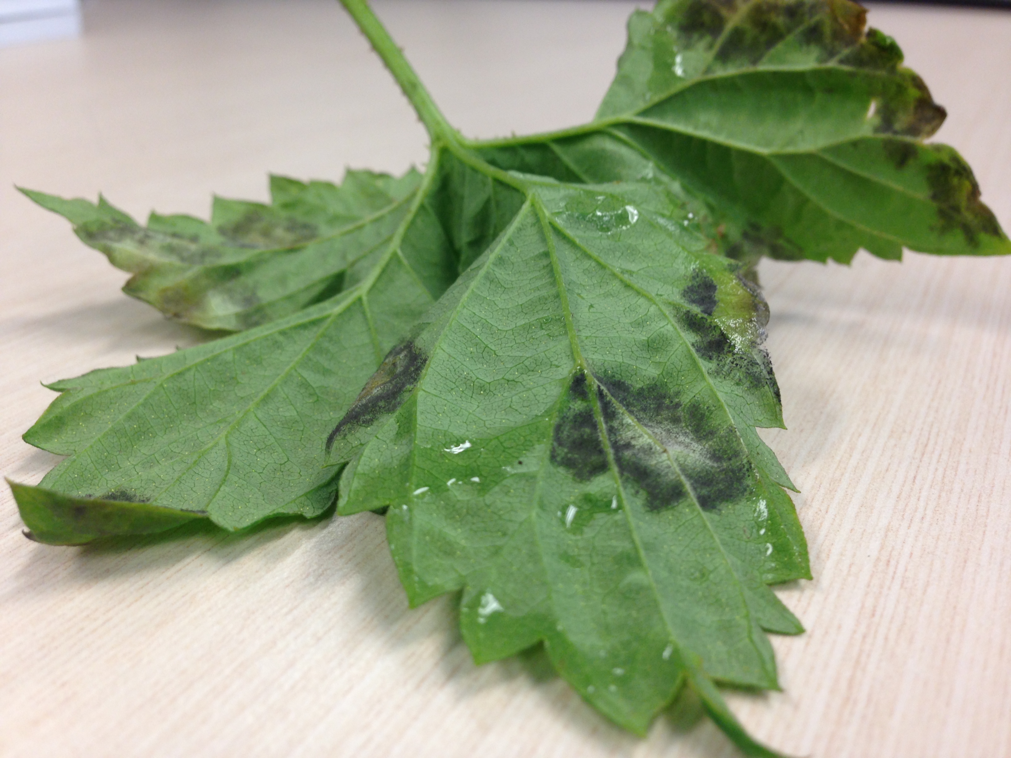 Identifying downy mildew in hops Ontario Hop Growers' Association