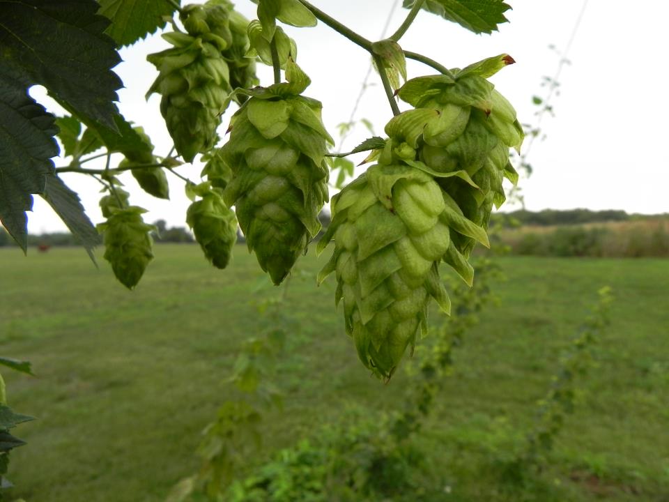 Growing hops in Ontario: A look back on brewer considerations in 2009