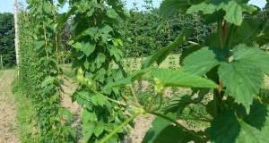 Harvesting, drying, and processing your hops – some important tips as you prepare for the fall 2015 harvest