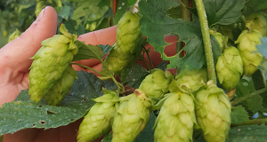 Sources for hops Alpha Acid Unit (AAU) testing for Ontario hop growers – where to send