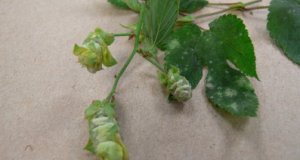 Powdery mildew found in Ontario hops